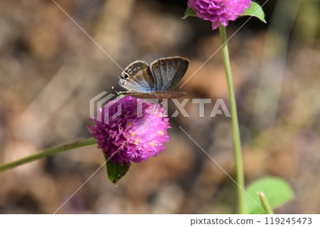 Yamadaike Park Yamadaike Park 119245473