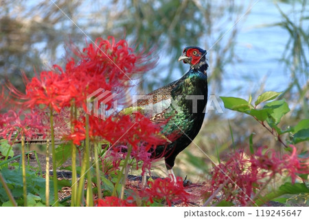 Red spider lilies and wild pheasants (Irumagawa riverbed: Sayama City, Saitama Prefecture) Red spider lilies and wild pheasants (Irumagawa riverbed: Sayama City, Saitama Prefecture) 119245647