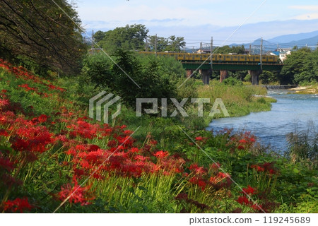 Higanbana flowers on the Irumagawa Promenade and the Seibu Ikebukuro Line 2000 Series Train (Sayama City, Saitama Prefecture) 119245689