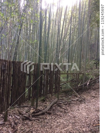 In the bamboo grove In the bamboo grove 119245697
