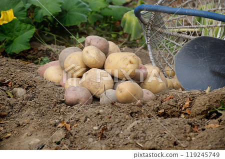 Garden scene with freshly harvested potatoes basket and shovel Garden scene with freshly harvested potatoes basket and shovel 119245749