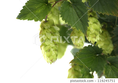 Detailed closeup of fresh green hops on vine over white background highlighting texture and vibrancy 119245751