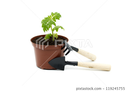 Young tomato plant in pot with gardening tools on white background Young tomato plant in pot with gardening tools on white background 119245755