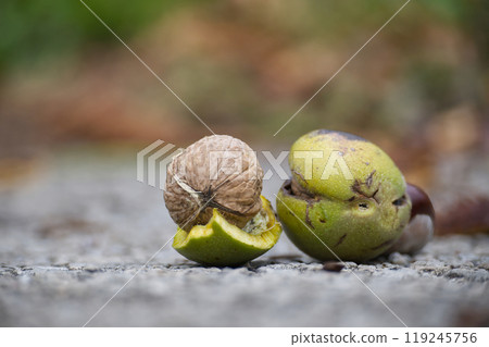 Detailed image of assorted nuts and seeds resting on rustic ground, highlighting textures and natural colors 119245756