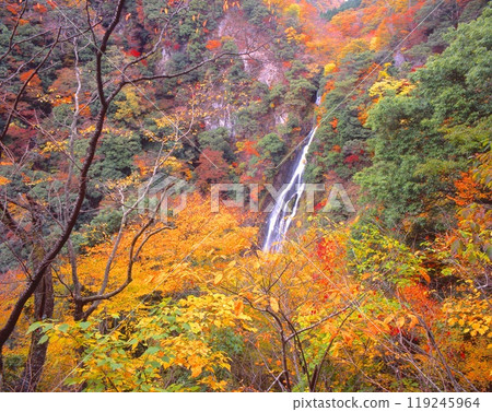 “日本瀑布百選”關場瀑布和紅葉繽紛/“日本百景”/“國家指定名勝” 119245964