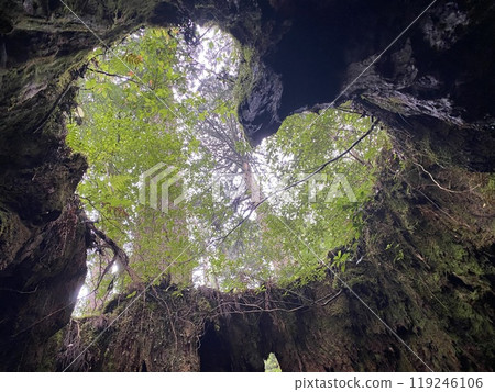 Heart Forest Heart Forest 119246106
