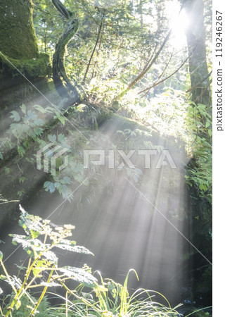 陽光照進新綠森林的風景-大山木澤溪流 陽光照進新綠森林的風景-大山木澤溪流 119246267