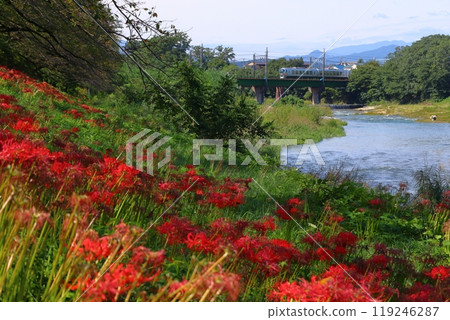 Red spider lilies along the Irumagawa Promenade and the Seibu Ikebukuro Line Chichibu Express (Sayama City, Saitama Prefecture) 119246287