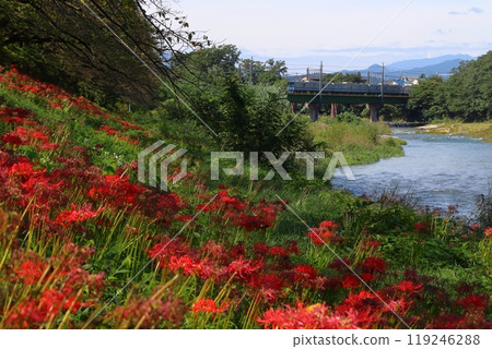 Red spider lilies along the Irumagawa Promenade and the Seibu Ikebukuro Line 20000 series train (Sayama City, Saitama Prefecture) Red spider lilies along the Irumagawa Promenade and the Seibu Ikebukuro Line 20000 series train (Sayama City, Saitama Prefecture) 119246288