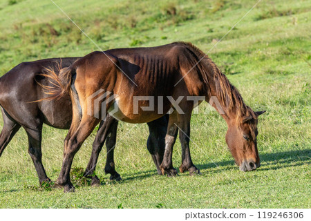 Cape Toi's wild horses 119246306