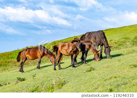 開普敦的野馬 119246310