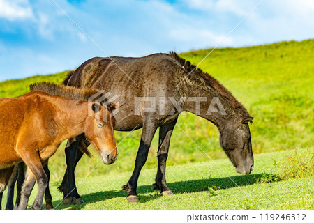開普敦的野馬 119246312