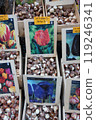 Flower shop in Amsterdam, Netherlands - Bulbs 119246341