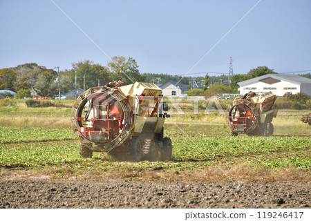 Photographing the beet harvesting process in autumn in Esashi, Hokkaido Photographing the beet harvesting process in autumn in Esashi, Hokkaido 119246417