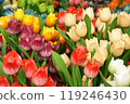 Colorful tulips (flower shop in Amsterdam, Netherlands) Close-up 119246430