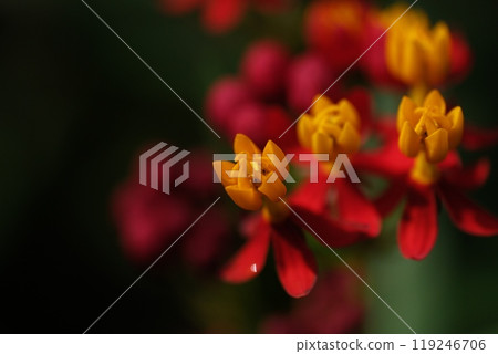 Flower of a dragonfly Flower of a dragonfly 119246706