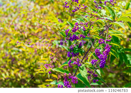 Purple barkberry autumn 119246783