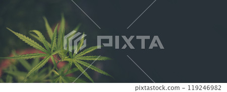 Banner Green weed Marijuana tree cannabis plant narcotic herbal in CBC greenhouse. Panorama Hemp leaf made cannabis crude oil medicine farm. CBC, THC herb agriculture Weed leaf Drug with copy space 119246982