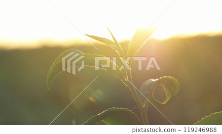 Green tea tree leaves field Fresh young tender bud herbal in farm on summer morning. Sunlight Green tea tree plant camellia sinensis in organic farm. Close up Tree tea plant green nature in morning 119246988