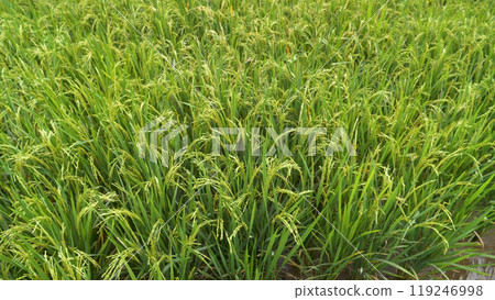 Rice Field Green agriculture ecosystem Asian rice paddy field Vietnam green farm. Harvest agriculture planting cultivation golden green rice terraces in organic farm with tropical natural sunrise. 119246998