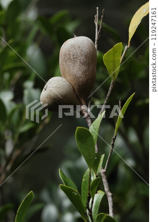 Nature Plants: A gall formed on the Isunoki tree, caused by the Isunoki eda long-horned aphid. 119247161