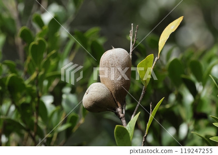 Nature Plants: Isunokiedanagatamafushi, one of the galls that form on Isunoki trees. A fig-shaped gall of 3 to 4 cm. Nature Plants: Isunokiedanagatamafushi, one of the galls that form on Isunoki trees. A fig-shaped gall of 3 to 4 cm. 119247255