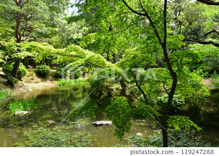 Fresh green and pond 119247288