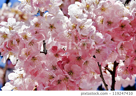 櫻花盛開 119247410