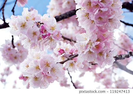 Bright and beautiful cherry blossoms Bright and beautiful cherry blossoms 119247413
