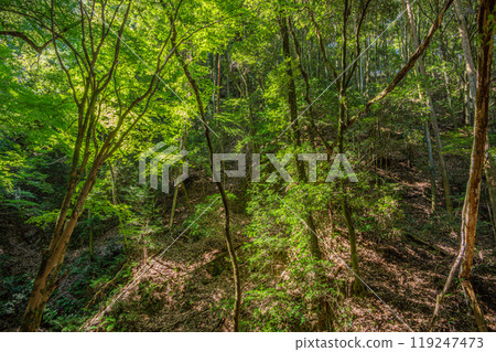 Shirakawa River, a mountain stream flowing into the Uji River, Momiji Valley, Uji City, Kyoto Prefecture Shirakawa River, a mountain stream flowing into the Uji River, Momiji Valley, Uji City, Kyoto Prefecture 119247473