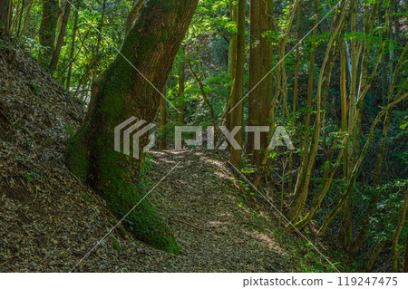 Shirakawa River, a mountain stream flowing into the Uji River, Momiji Valley, Uji City, Kyoto Prefecture Shirakawa River, a mountain stream flowing into the Uji River, Momiji Valley, Uji City, Kyoto Prefecture 119247475
