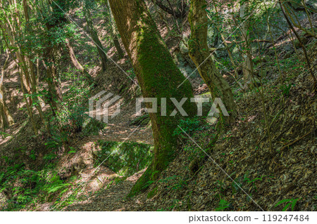 Shirakawa River, a mountain stream flowing into the Uji River, Momiji Valley, Uji City, Kyoto Prefecture Shirakawa River, a mountain stream flowing into the Uji River, Momiji Valley, Uji City, Kyoto Prefecture 119247484