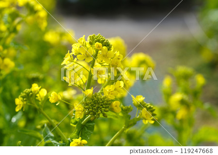 強姦早開花 119247668