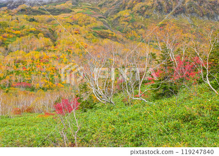 秋天tsugaike自然公園 秋天tsugaike自然公園 119247840