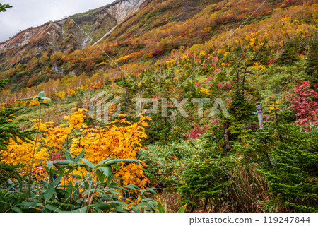 Autumn tsugaike nature park 119247844