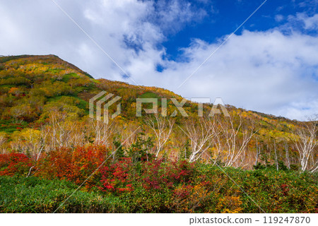 Autumn tsugaike nature park Autumn tsugaike nature park 119247870