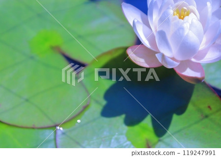 荷花白花 119247991