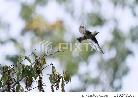 紅尾鴝從樹上飛走 119248165