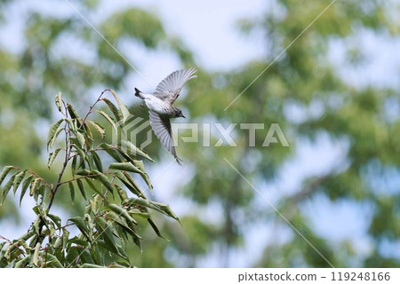A Siberian flycatcher taking off from a tree 119248166