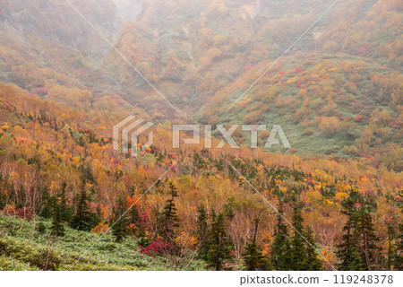 Autumn tsugaike nature park 119248378
