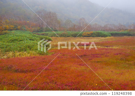 Autumn tsugaike nature park Autumn tsugaike nature park 119248398