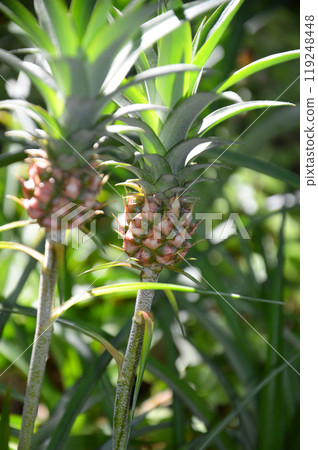 迷你菠蘿 119248448