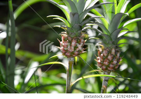 迷你菠蘿 119248449