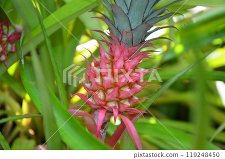 迷你菠蘿 迷你菠蘿 119248450