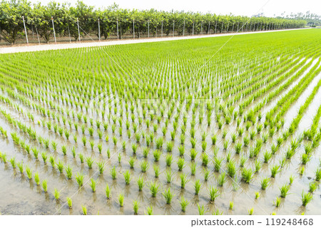 A large area of rice seedlings growing in the fields of Taiwan. A large area of rice seedlings growing in the fields of Taiwan. 119248468
