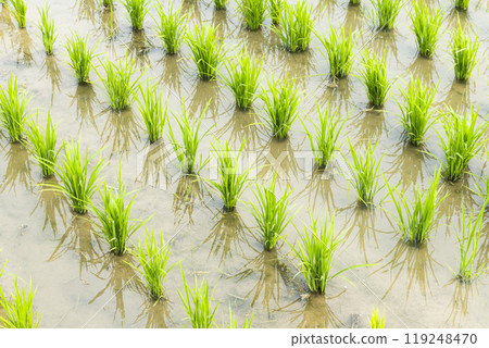 Close-up of rice seedlings growing in the fields of Taiwan. Close-up of rice seedlings growing in the fields of Taiwan. 119248470