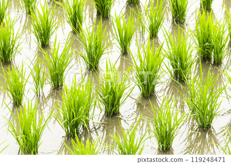 Close-up of rice seedlings growing in the fields of Taiwan. 119248471