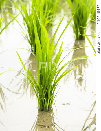 Close-up of rice seedlings growing in the fields of Taiwan. Close-up of rice seedlings growing in the fields of Taiwan. 119248473