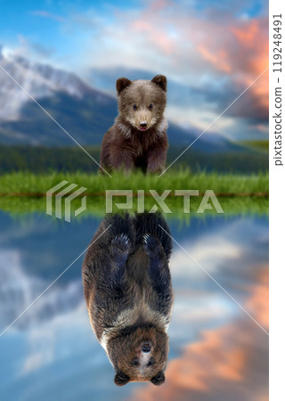 Bear cub looking the reflection of an adult bear in the water Bear cub looking the reflection of an adult bear in the water 119248491