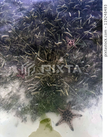 Starfish in the ocean, Philippines Starfish in the ocean, Philippines 119248493